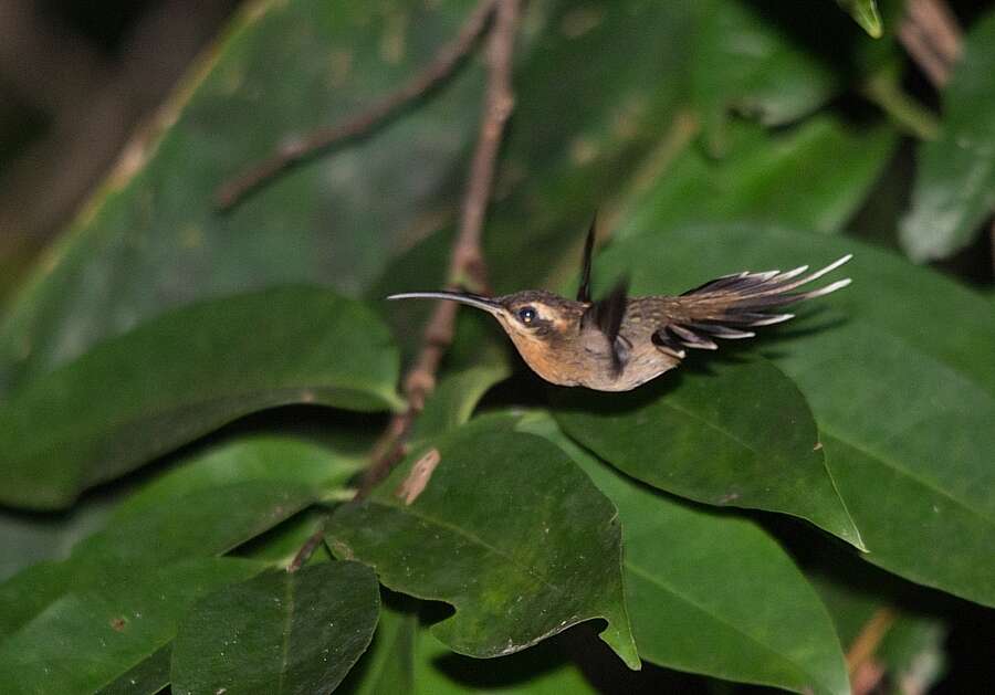 Phaethornis idaliae (Bourcier & Mulsant 1856) resmi