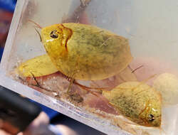 Image of Vernal pool tadpole shrimp