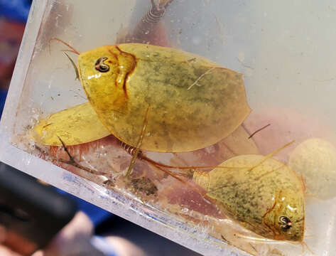 Image of Vernal pool tadpole shrimp