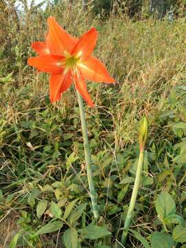 Image of striped Barbados lily