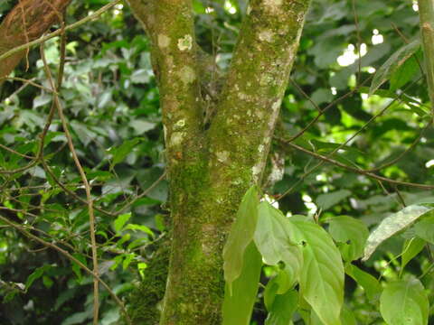 Annona rugulosa (Schltdl.) H. Rainer resmi