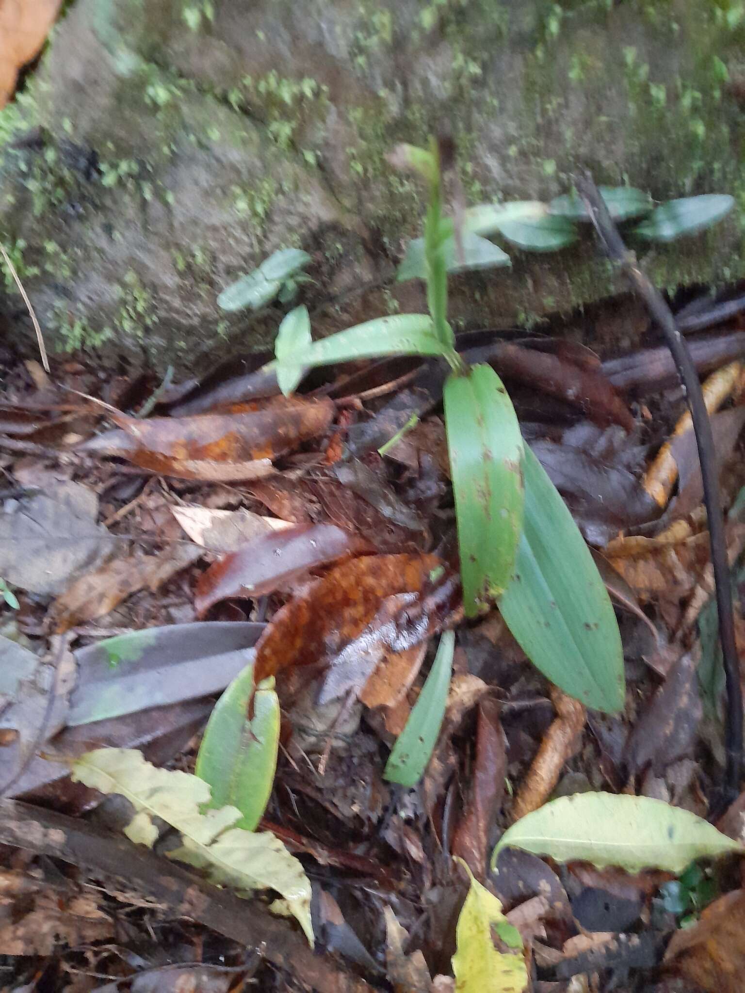 Слика од Platanthera minor (Miq.) Rchb. fil.