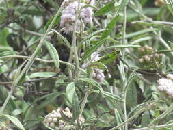 Image of Lourteigia stoechadifolia (L. fil.) R. King & H. Rob.