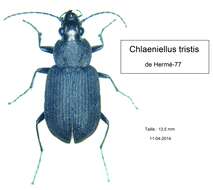 Sivun Chlaenius (Chlaeniellus) tristis (Schaller 1783) kuva