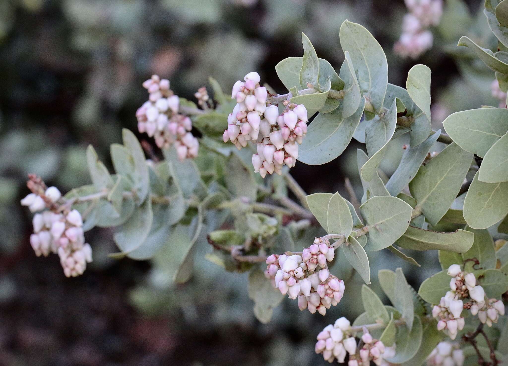 Слика од Arctostaphylos gabilanensis V. T. Parker & M. C. Vasey