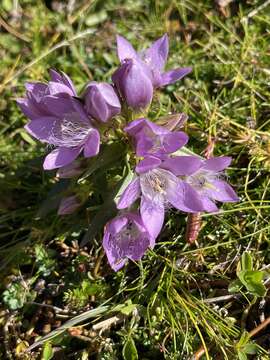 Image de Gentianella austriaca (A. & J. Kern.) Holub