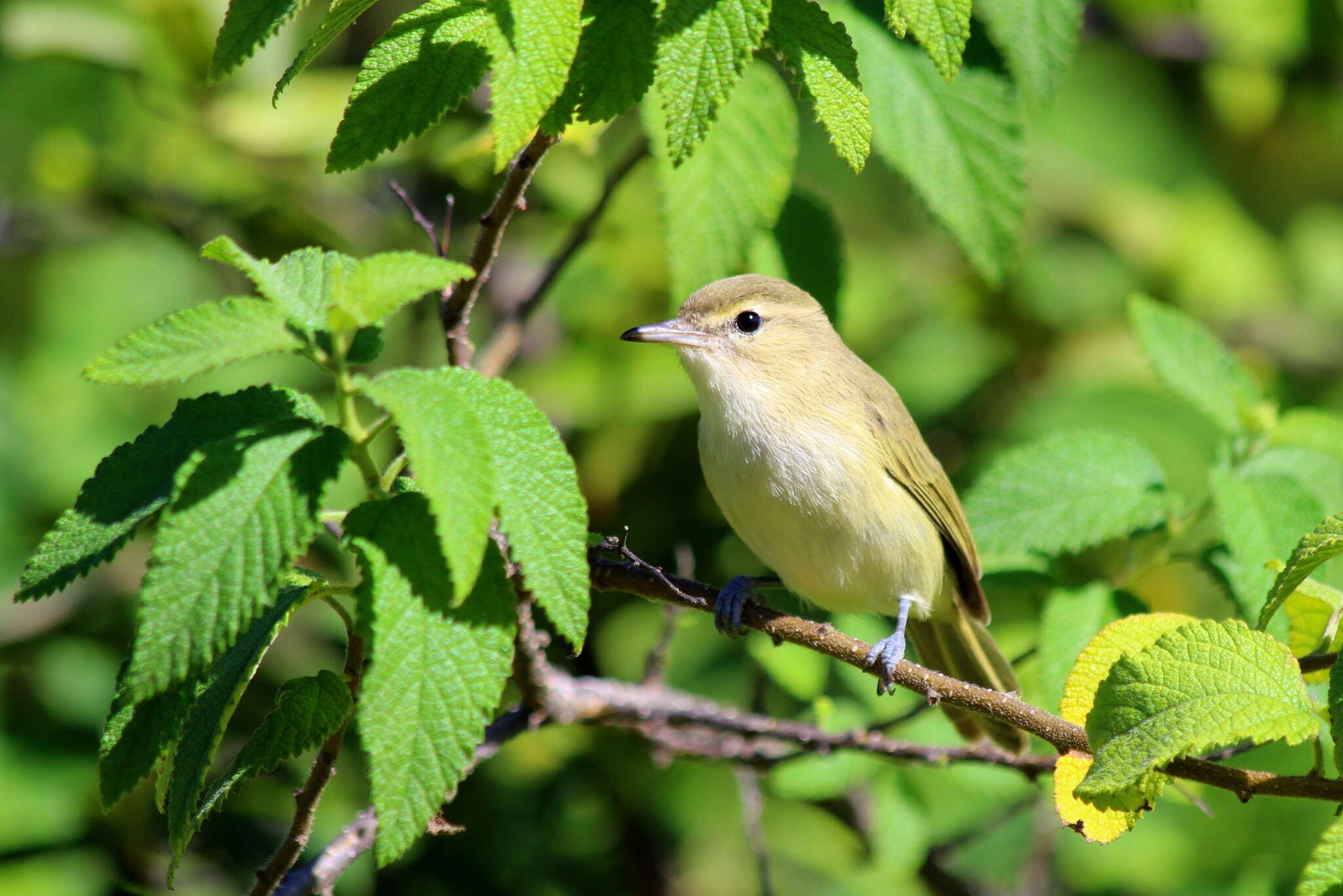 Imagem de Vireo gracilirostris Sharpe 1890