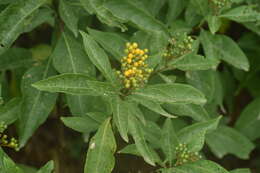 Image of Solanum argentinum Bitter & Lillo