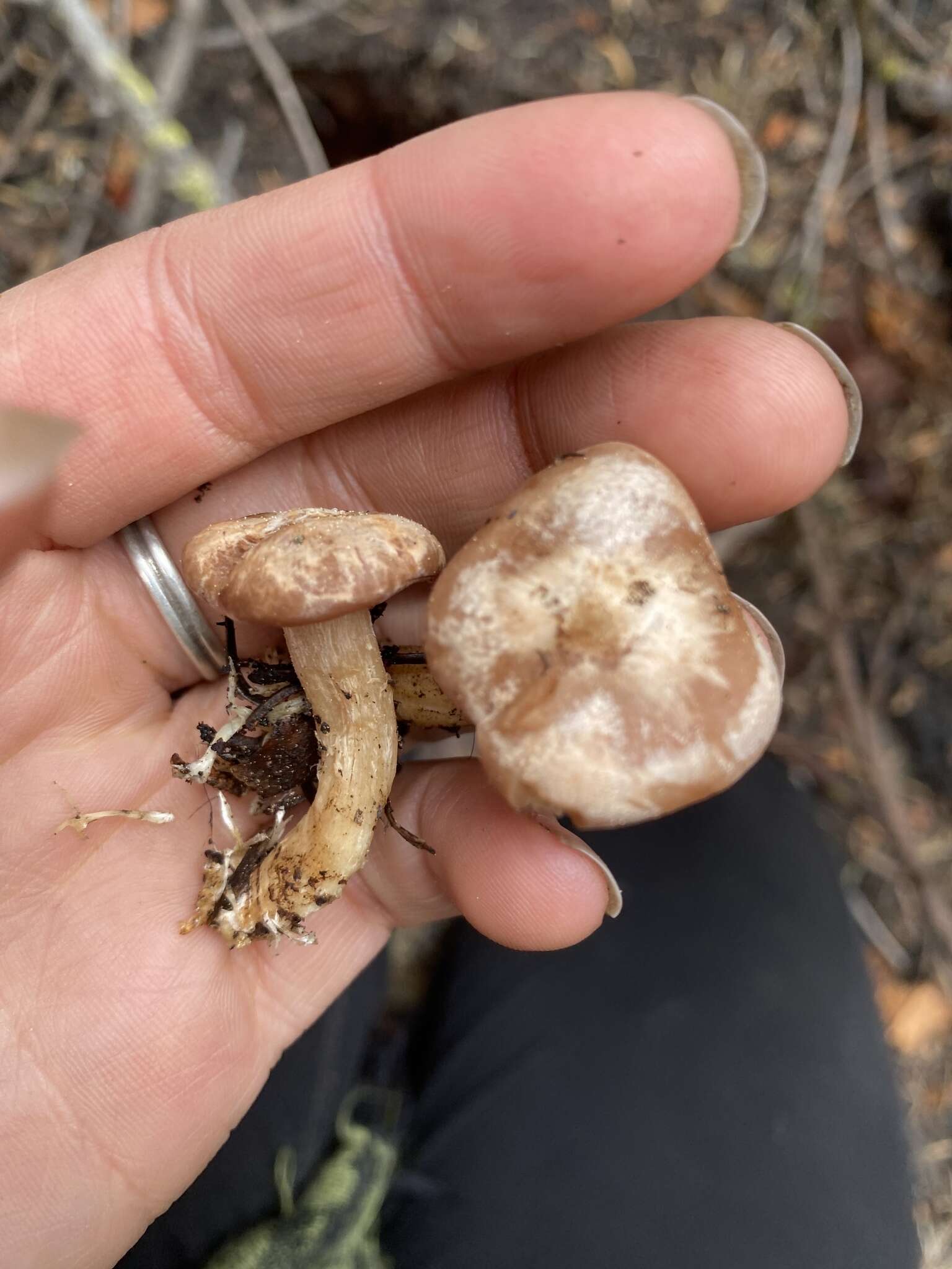 Image of Clitocybe albirhiza H. E. Bigelow & A. H. Sm. 1963