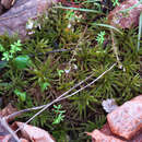 Image of American climacium moss