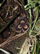 Image of Asarum hypogynum Hayata