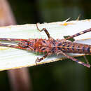 Image of Labidiophasma rouxi Carl 1915