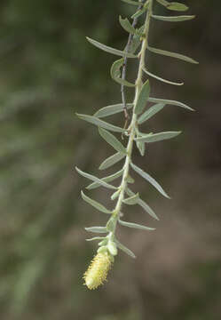 صورة Salix taxifolia Kunth