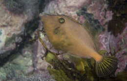 Image of Yellow-striped leatherjacket