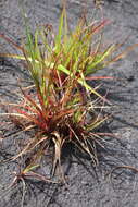 Juncus planifolius R. Br.的圖片