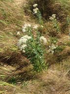 Imagem de Doellingeria umbellata (Mill.) Nees