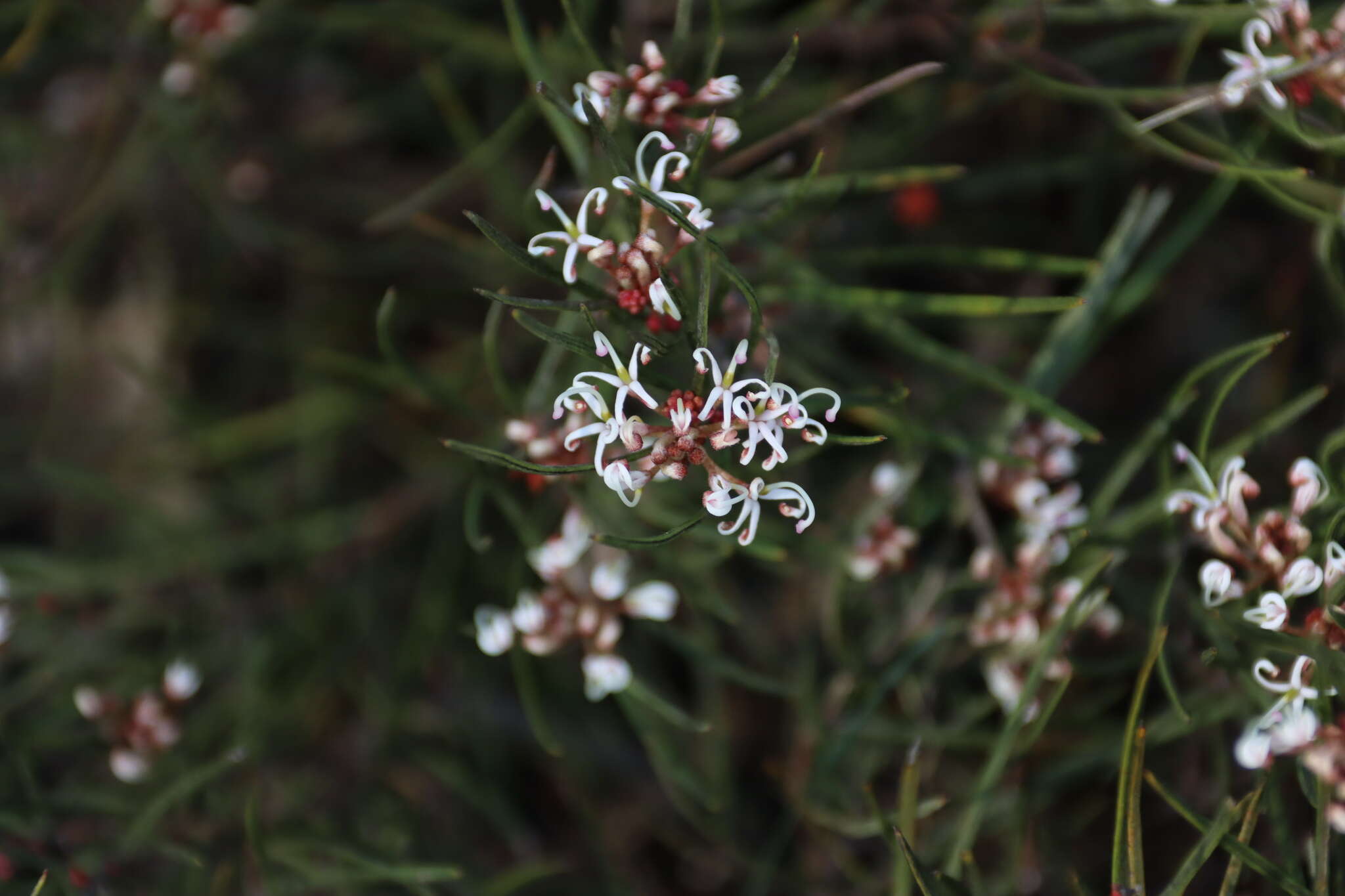 Image of Grevillea micrantha Meissn.