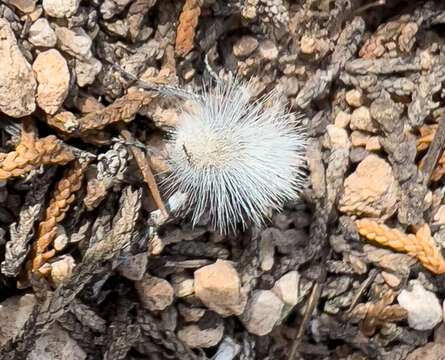 Image of Dasymutilla pseudopappus (Cockerell 1895)