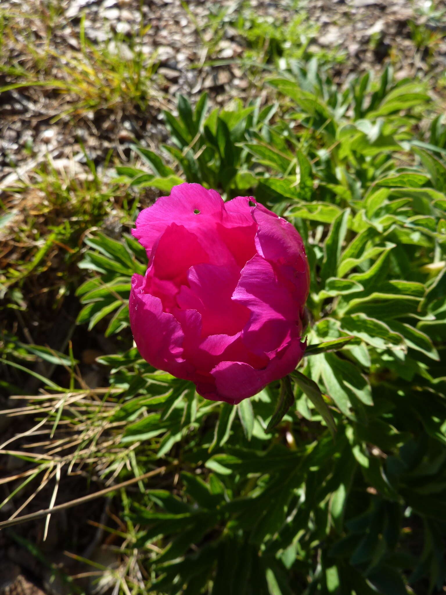 Image of Common Peony