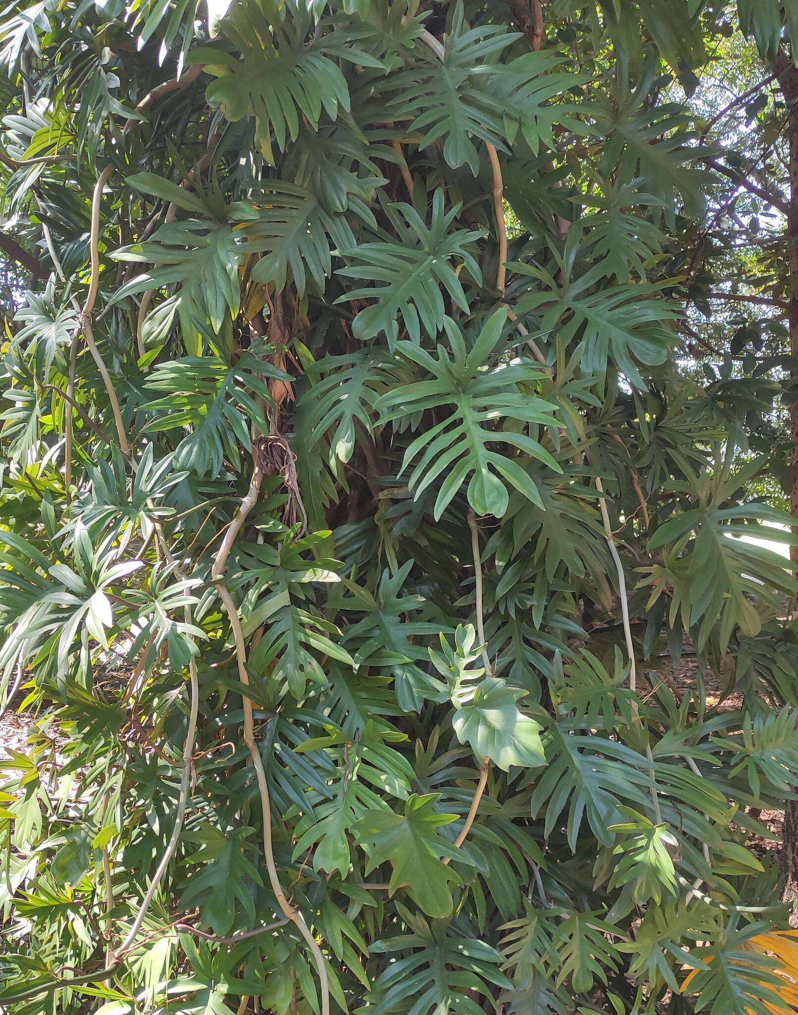 Image of Philodendron mayoi E. G. Gonç.