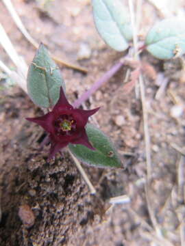 Image of Ceropegia modestantha Bruyns