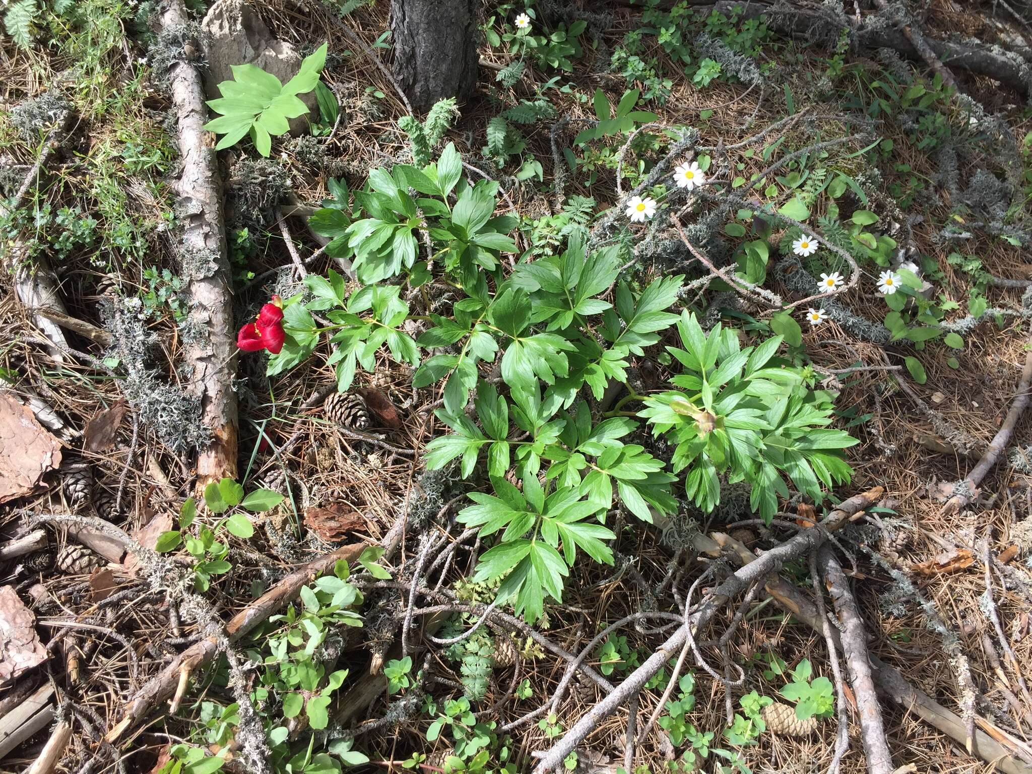 Image of Paeonia peregrina Miller