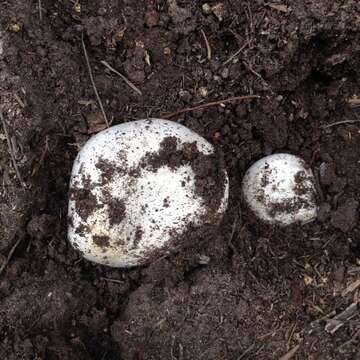 Image of Banded agaric