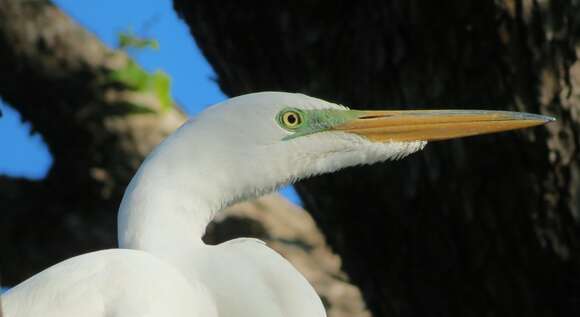 Image of Great Egret