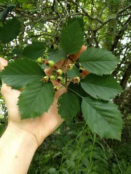 Crataegus holmesiana Ashe resmi