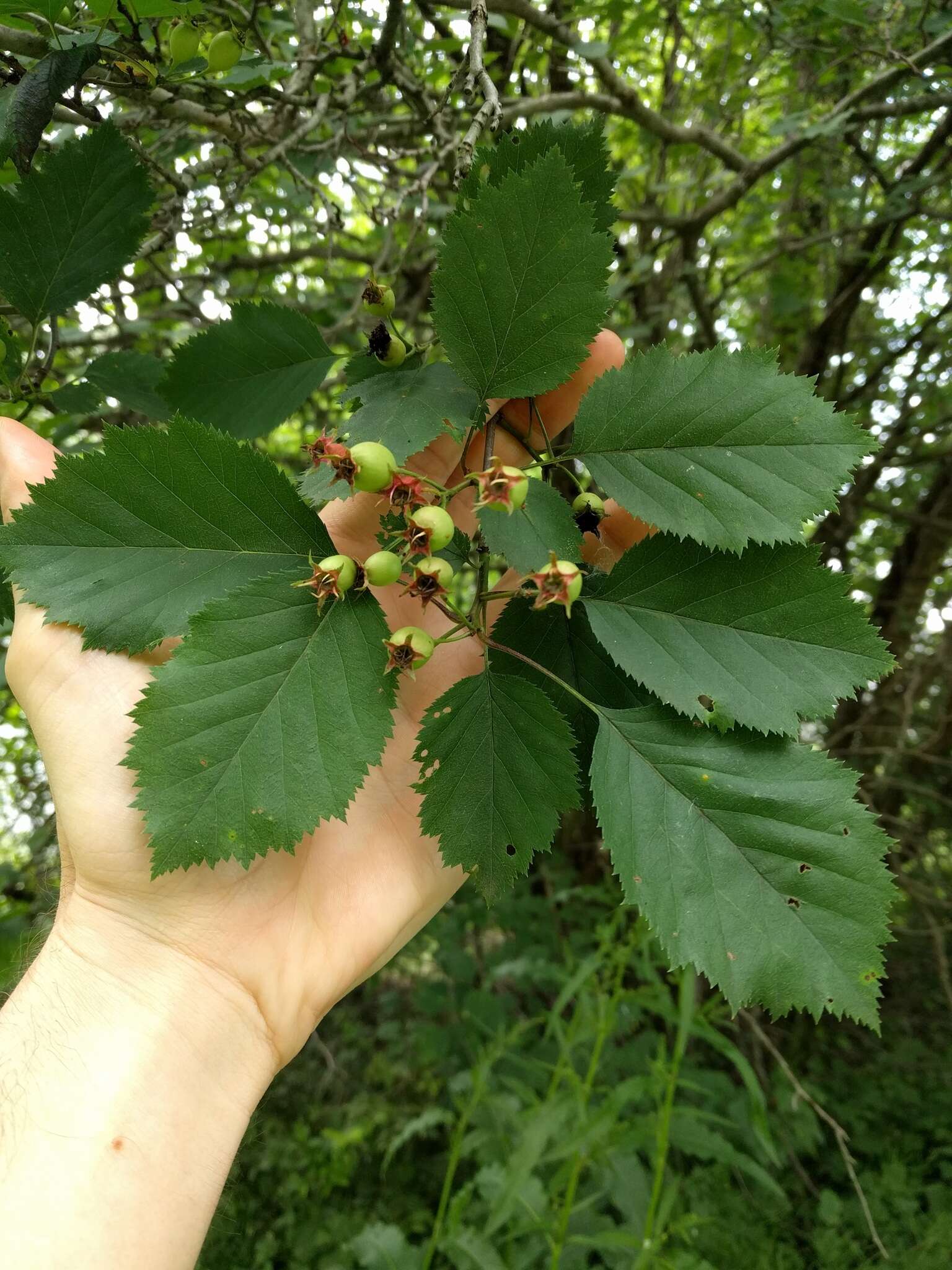 Sivun Crataegus holmesiana Ashe kuva