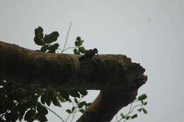 Image of Fire-bellied Woodpecker