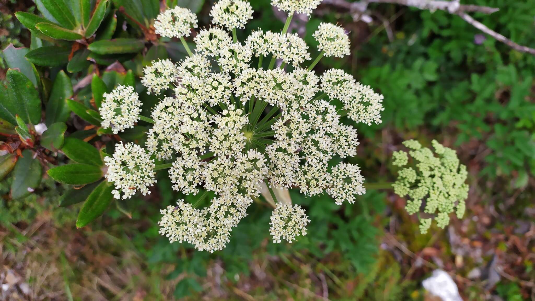 Слика од Angelica morrisonicola Hayata