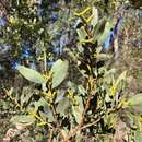 Image of Acacia pubifolia Pedley