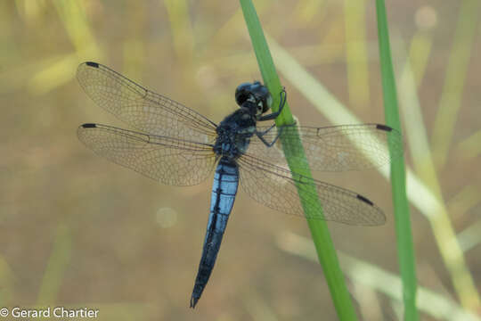 Image of Lyriothemis mortoni Ris 1919