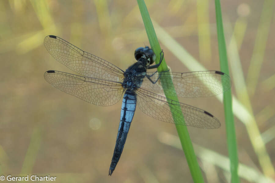 Image of Lyriothemis mortoni Ris 1919