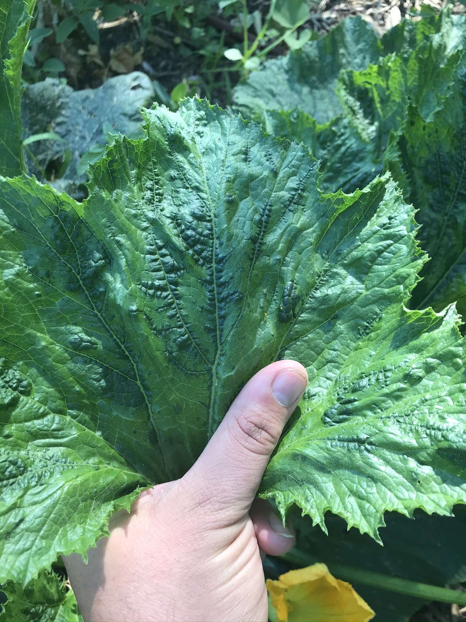 Image of Watermelon mosaic virus