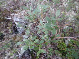 Image of Salix krylovii E. Wolf