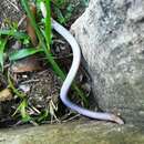 Image of South American Worm Lizard