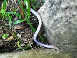 Image of South American Worm Lizard