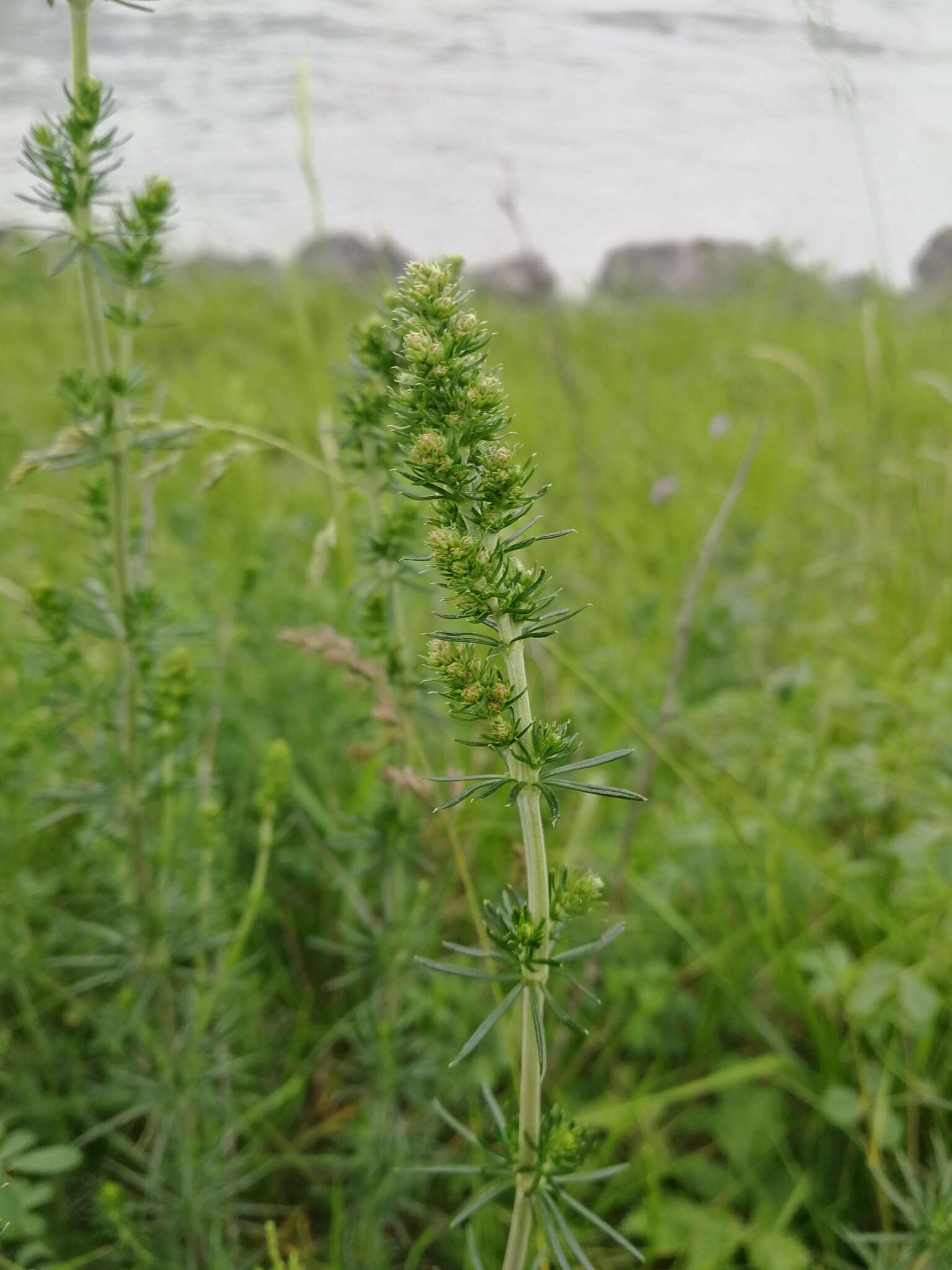 Plancia ëd Galium verum subsp. verum