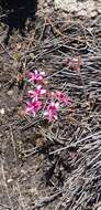 Image of Pelargonium triphyllum Jacq.