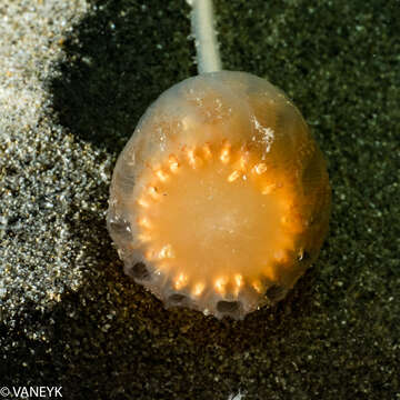 Image of Sycozoa pulchra (Herdman 1886)