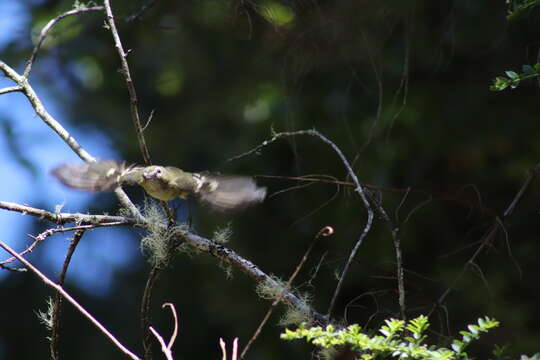 Plancia ëd Vireo carmioli Baird & SF 1866