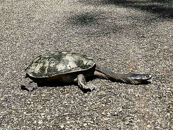 Image of Giant Snake-necked Turtle