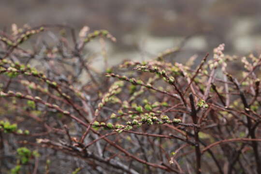 Image of Spiraea arcuata Hook. fil.