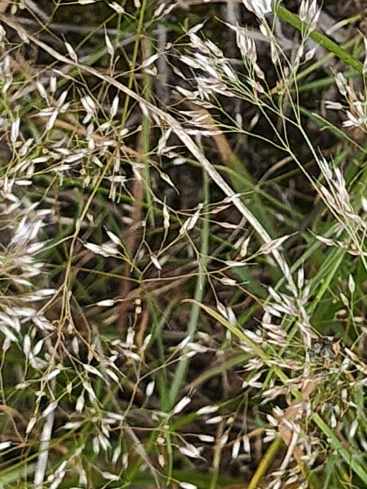 Image of silver hairgrass