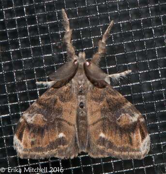 Image of Definite Tussock Moth