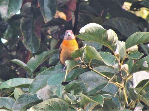 Image de Ramphocelus passerinii costaricensis Cherrie 1891