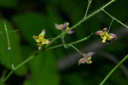 Image of Epimedium alpinum L.