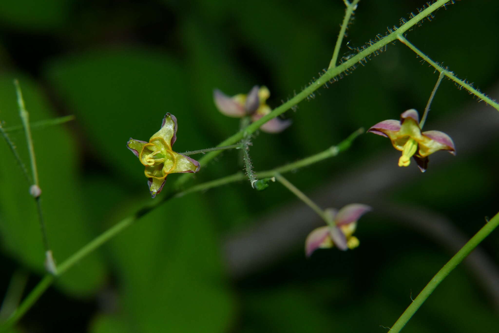 Image of Epimedium alpinum L.